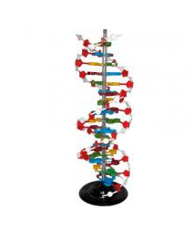 Mô hình cấu trúc không gian ADN